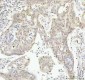 Anti-Phospho-AKT1 (T450) Rabbit Monoclonal Antibody